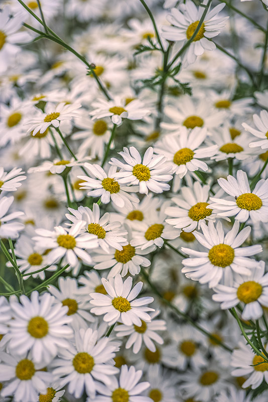 TANACETUM CORYMBOSUM, ERBA AMARA DEI BOSCHI, ASTERACEAE - 3206