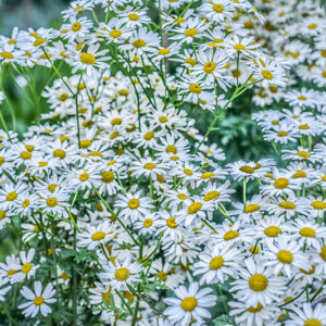 TANACETUM CORYMBOSUM, ERBA AMARA DEI BOSCHI, ASTERACEAE - 3207