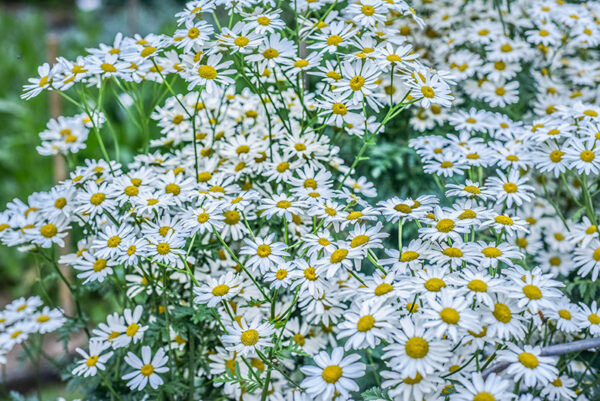 TANACETUM CORYMBOSUM, ERBA AMARA DEI BOSCHI, ASTERACEAE - 3207