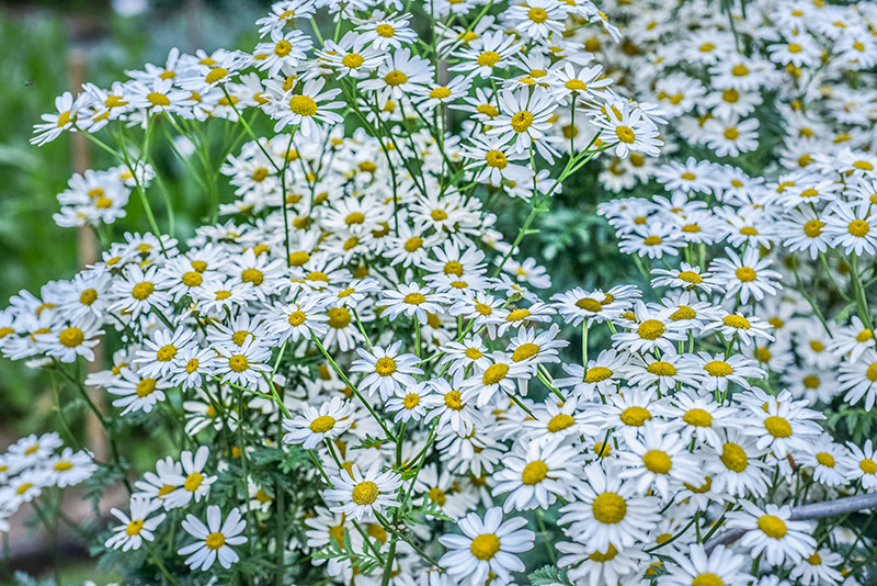 TANACETUM CORYMBOSUM, ERBA AMARA DEI BOSCHI, ASTERACEAE - 3207 - immagine 1