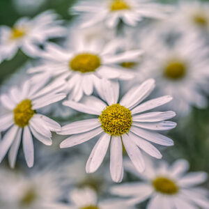 TANACETUM CORYMBOSUM, ERBA AMARA DEI BOSCHI, ASTERACEAE - 3208