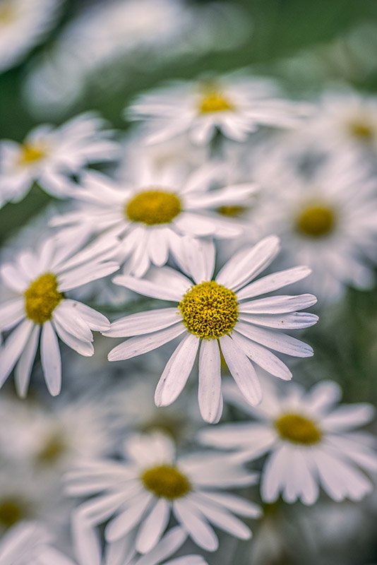TANACETUM CORYMBOSUM, ERBA AMARA DEI BOSCHI, ASTERACEAE - 3208