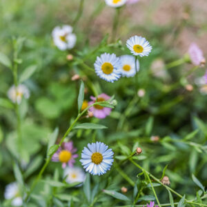 ERIGERON KARVINSKIANUS, CESPICA KARVINSKIANA, ASTERACEAE - 3210