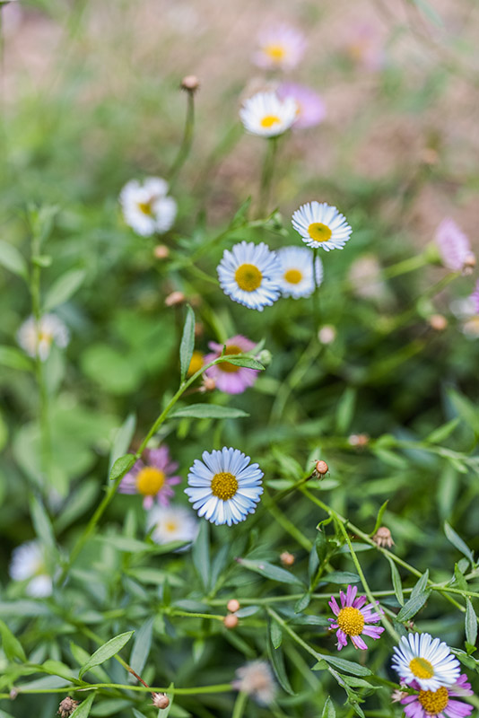 ERIGERON KARVINSKIANUS, CESPICA KARVINSKIANA, ASTERACEAE - 3210