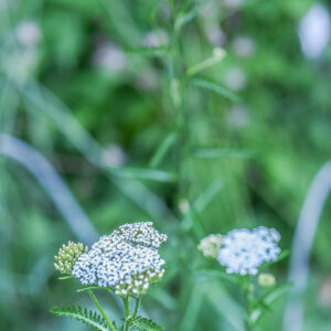 ACHILLEA MILLEFOLIUM, ACHILLEA, MILLEFOGLIO, ASTERACEAE - 3212