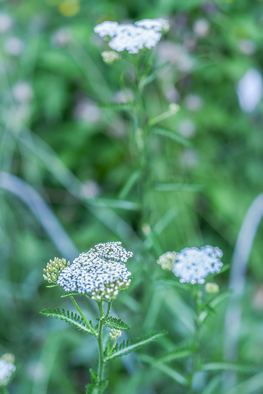 ACHILLEA MILLEFOLIUM, ACHILLEA, MILLEFOGLIO, ASTERACEAE - 3212