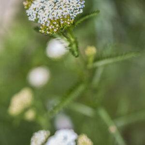 ACHILLEA MILLEFOLIUM, ACHILLEA, MILLEFOGLIO, ASTERACEAE - 3213