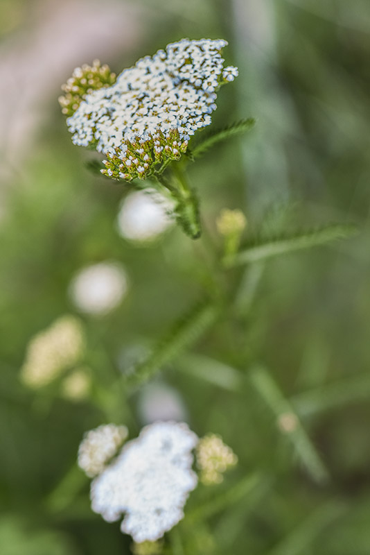 ACHILLEA MILLEFOLIUM, ACHILLEA, MILLEFOGLIO, ASTERACEAE - 3213
