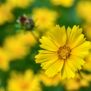 COREOPSIS GRANDIFLORA, ASTERACEAE - 3215
