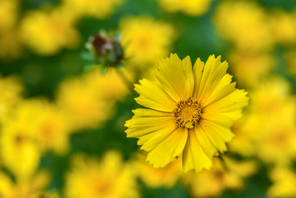 COREOPSIS GRANDIFLORA, ASTERACEAE - 3215