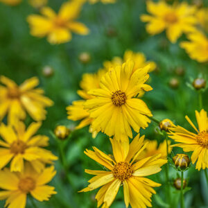 COREOPSIS GRANDIFLORA, ASTERACEAE - 3216