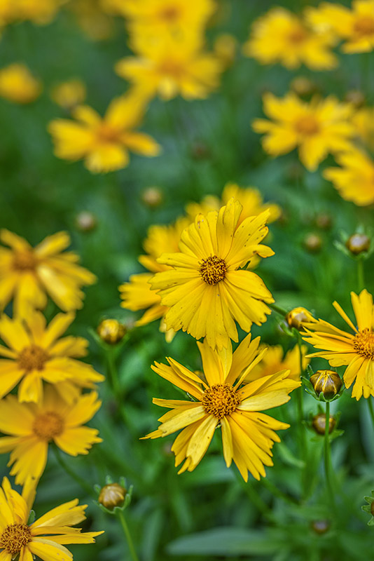 COREOPSIS GRANDIFLORA, ASTERACEAE - 3216