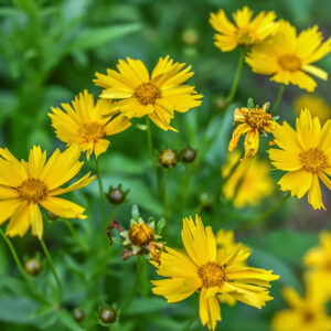 COREOPSIS GRANDIFLORA, ASTERACEAE - 3217