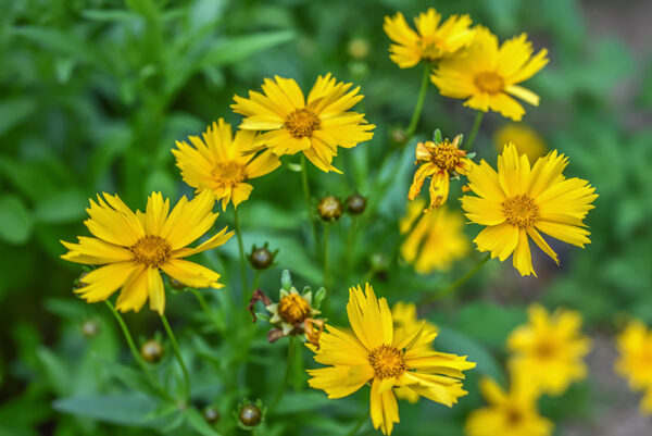 COREOPSIS GRANDIFLORA, ASTERACEAE - 3217