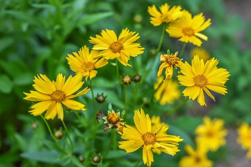COREOPSIS GRANDIFLORA, ASTERACEAE - 3217 - immagine 1