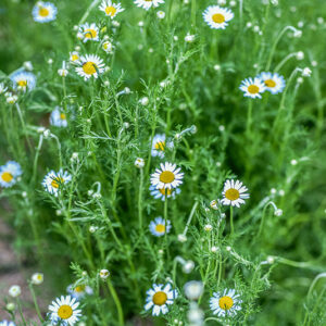 CHAMAEMELUM NOBILE, L, ANTHEMIS NOBILIS, CAMOMILLA ROMANA, EUROPA, ASTERACEAE - 3219