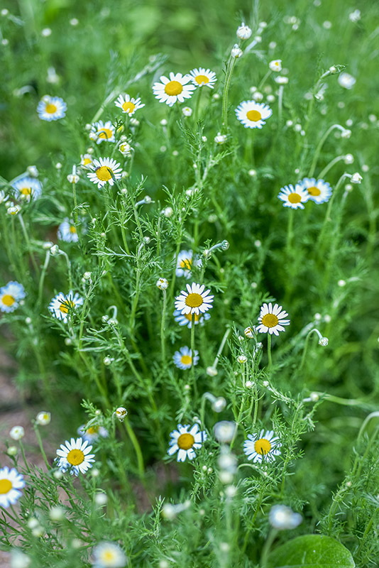 CHAMAEMELUM NOBILE, L, ANTHEMIS NOBILIS, CAMOMILLA ROMANA, EUROPA, ASTERACEAE - 3219