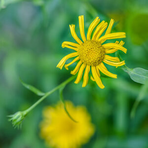 BUPHTHALMUM SALICIFOLIUM, L, ASTEROIDE SALICINA, SUD EST EUROPA, ASTERACEAE - 3221