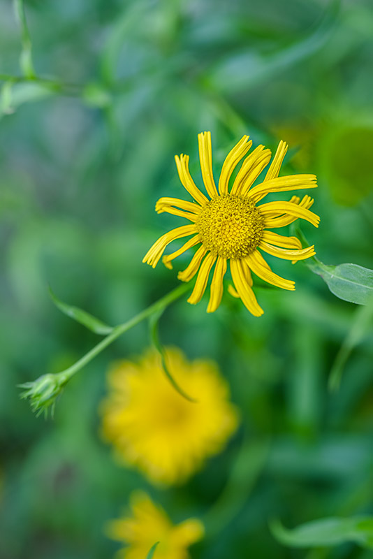 BUPHTHALMUM SALICIFOLIUM, L, ASTEROIDE SALICINA, SUD EST EUROPA, ASTERACEAE - 3221