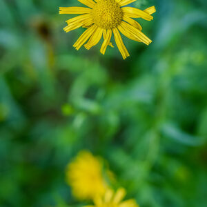 BUPHTHALMUM SALICIFOLIUM, L, ASTEROIDE SALICINA, SUD EST EUROPA, ASTERACEAE - 3222