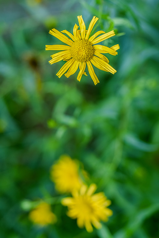 BUPHTHALMUM SALICIFOLIUM, L, ASTEROIDE SALICINA, SUD EST EUROPA, ASTERACEAE - 3222