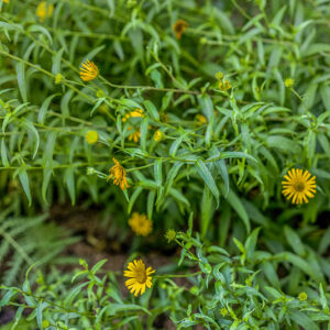 BUPHTHALMUM SALICIFOLIUM, L, ASTEROIDE SALICINA, SUD EST EUROPA, ASTERACEAE - 3223