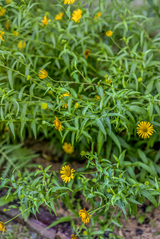 BUPHTHALMUM SALICIFOLIUM, L, ASTEROIDE SALICINA, SUD EST EUROPA, ASTERACEAE - 3223