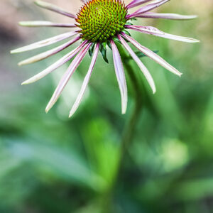 ECHINACEA PARADOXA, ECHINACEA BIANCA, NORD AMERICA, ASTERACEAE - 3225