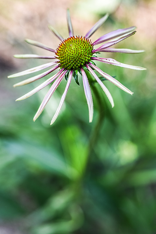 ECHINACEA PARADOXA, ECHINACEA BIANCA, NORD AMERICA, ASTERACEAE - 3225