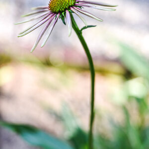ECHINACEA PARADOXA, ECHINACEA BIANCA, NORD AMERICA, ASTERACEAE - 3226