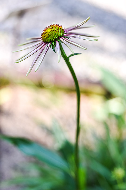 ECHINACEA PARADOXA, ECHINACEA BIANCA, NORD AMERICA, ASTERACEAE - 3226
