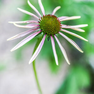 ECHINACEA PARADOXA, ECHINACEA BIANCA, NORD AMERICA, ASTERACEAE - 3227