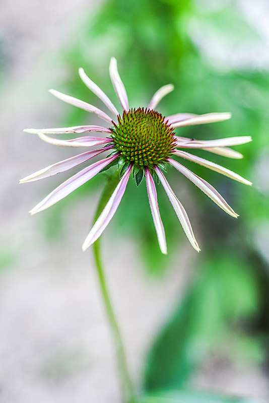 ECHINACEA PARADOXA, ECHINACEA BIANCA, NORD AMERICA, ASTERACEAE - 3227