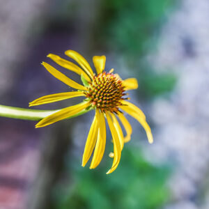 ECHINACEA PARADOXA, ECHINACEA GIALLA, NORD AMERICA, ASTERACEAE - 3228