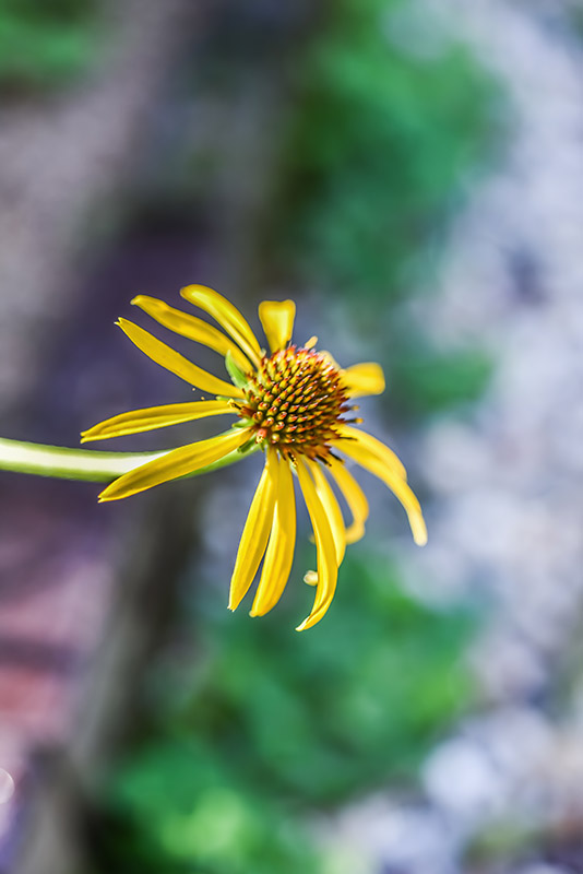 ECHINACEA PARADOXA, ECHINACEA GIALLA, NORD AMERICA, ASTERACEAE - 3228