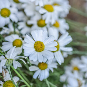 TANACETUM CINERARIIFOLIUM, PIRETRO DELLA DALMAZIA, ASTERACEAE - 3230