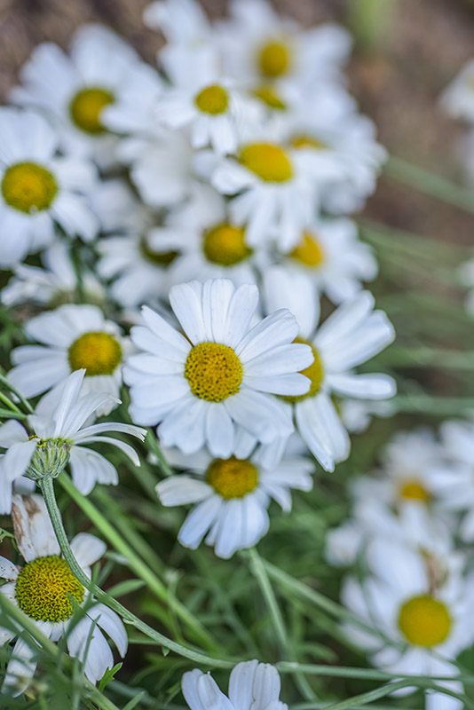 TANACETUM CINERARIIFOLIUM, PIRETRO DELLA DALMAZIA, ASTERACEAE - 3230