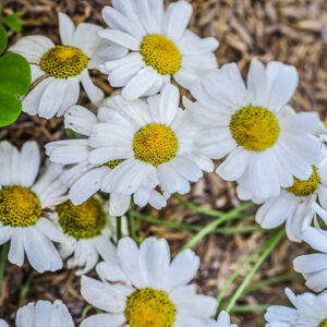 TANACETUM CINERARIIFOLIUM, PIRETRO DELLA DALMAZIA, ASTERACEAE - 3232