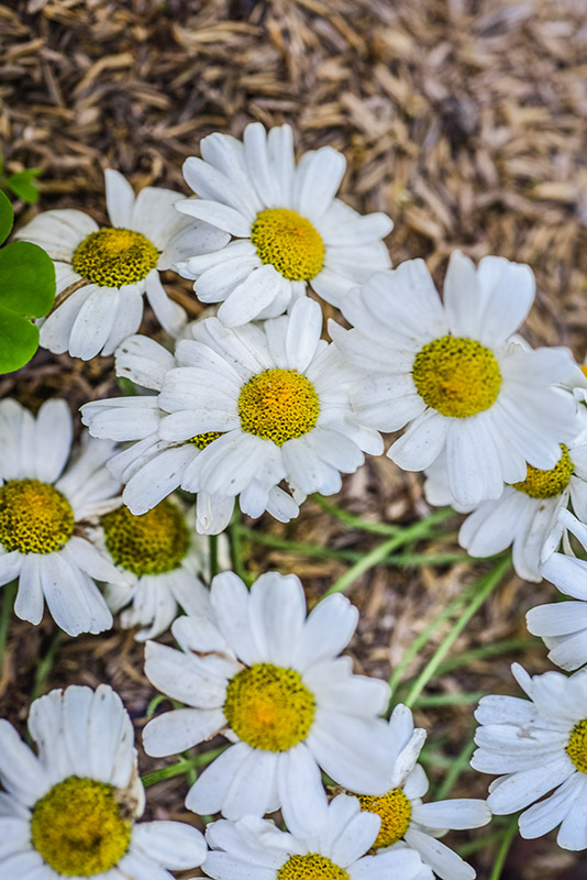 TANACETUM CINERARIIFOLIUM, PIRETRO DELLA DALMAZIA, ASTERACEAE - 3232