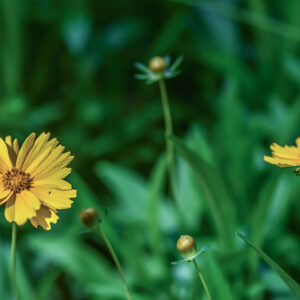 TANACETUM CINERARIIFOLIUM, PIRETRO DELLA DALMAZIA, ASTERACEAE - 3227