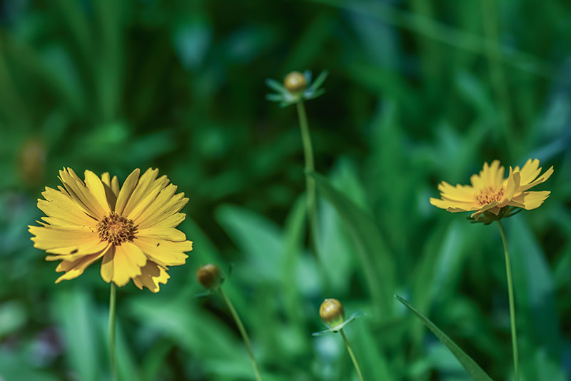 TANACETUM CINERARIIFOLIUM, PIRETRO DELLA DALMAZIA, ASTERACEAE - 3227 - immagine 1