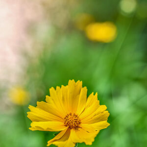 COREOPSIS GRANDIFLORA, EARLY SUNRISE, COLTURALE, ASTERACEAE - 3328