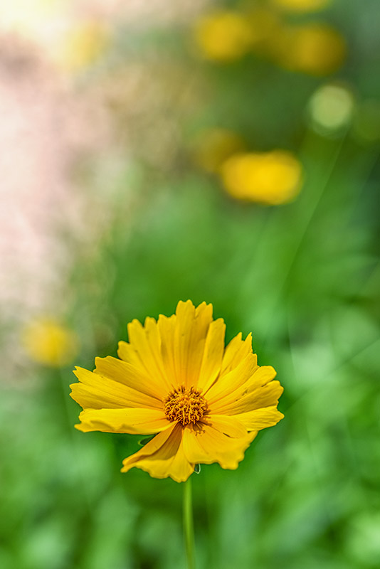COREOPSIS GRANDIFLORA, EARLY SUNRISE, COLTURALE, ASTERACEAE - 3328