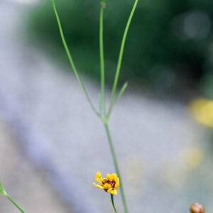 COREOPSIS TINCTORIA, COREOPSIS GIALLA, NORD AMERICA, ASTERACEAE - 3337