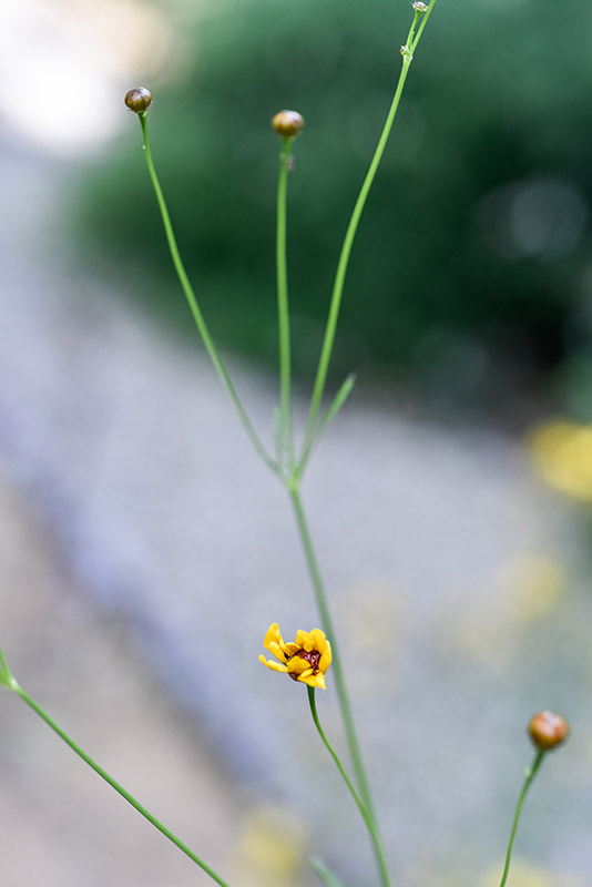 COREOPSIS TINCTORIA, COREOPSIS GIALLA, NORD AMERICA, ASTERACEAE - 3337