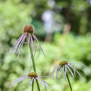 RHAPONTICUM CARTHAMOIDES, RHAPONTICUM, MARAL ROOT, CHINA, MONGOLIA, SIBERIA, KAZAKISTAN, ASTERACEAE - 3390