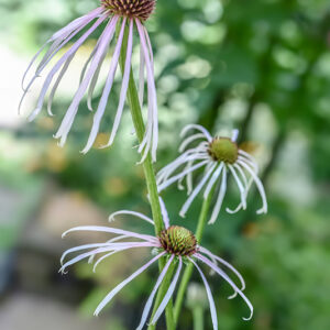 RHAPONTICUM CARTHAMOIDES, RHAPONTICUM, MARAL ROOT, CHINA, MONGOLIA, SIBERIA, KAZAKISTAN, ASTERACEAE - 3391