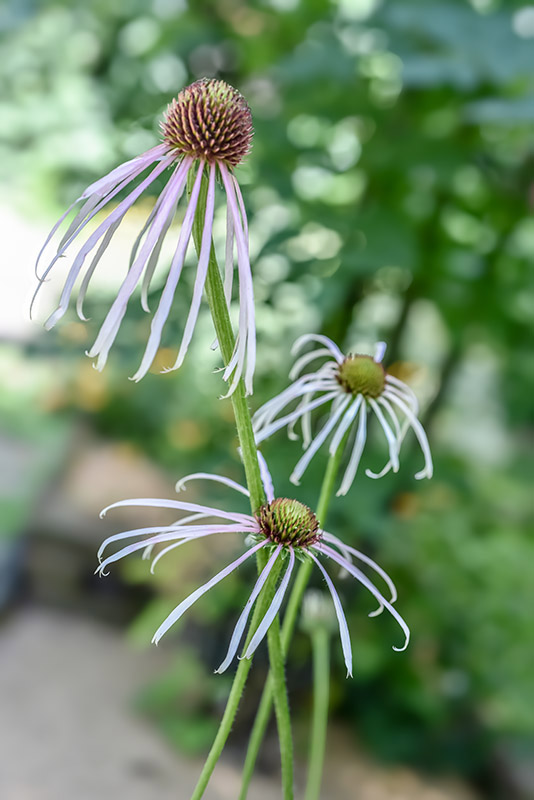 RHAPONTICUM CARTHAMOIDES, RHAPONTICUM, MARAL ROOT, CHINA, MONGOLIA, SIBERIA, KAZAKISTAN, ASTERACEAE - 3391