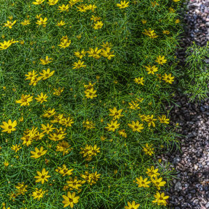 COREOPSIS VERTICILLATA, ZAGREB, CULTIVAR, ASTERACEAE - 3393