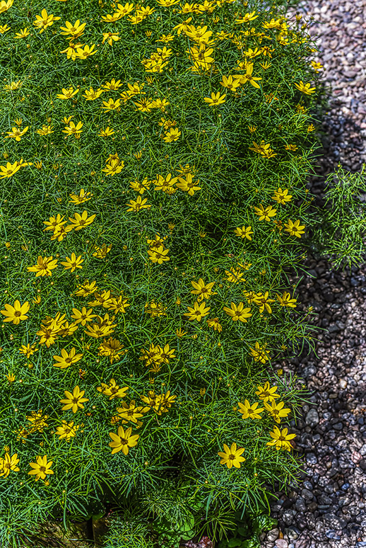 COREOPSIS VERTICILLATA, ZAGREB, CULTIVAR, ASTERACEAE - 3393